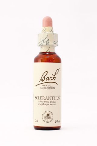 28 Scleranthus (Einjähriges Knäuel)
