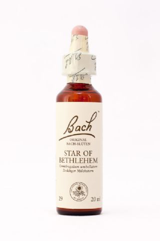 29 Star of Bethlehem (Doldiger Milchstern)