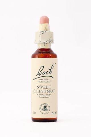 30 Sweet Chestnut (Edelkastanie)