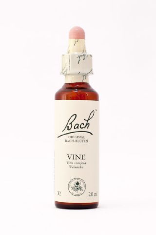 32 Vine (Weinrebe)