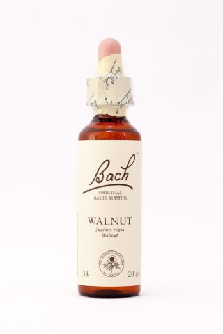 33 Walnut (Walnuss)