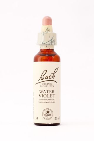 34 Water Violet (Wasserfeder)