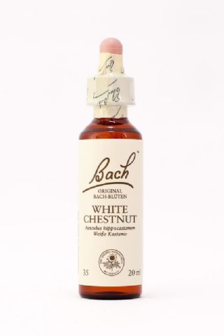 35 White Chestnut (Rosskastanie)
