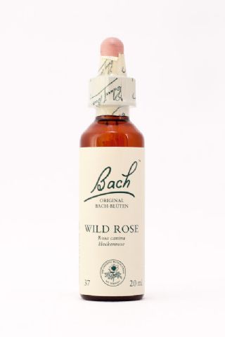 37 Wild Rose (Hundsrose)