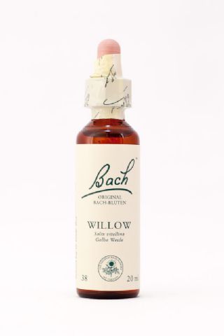 38 Willow (Gelbe Weide)