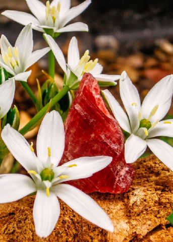 „Stein und Blüte - Sellizin® für die Seele“ Das Kartenset